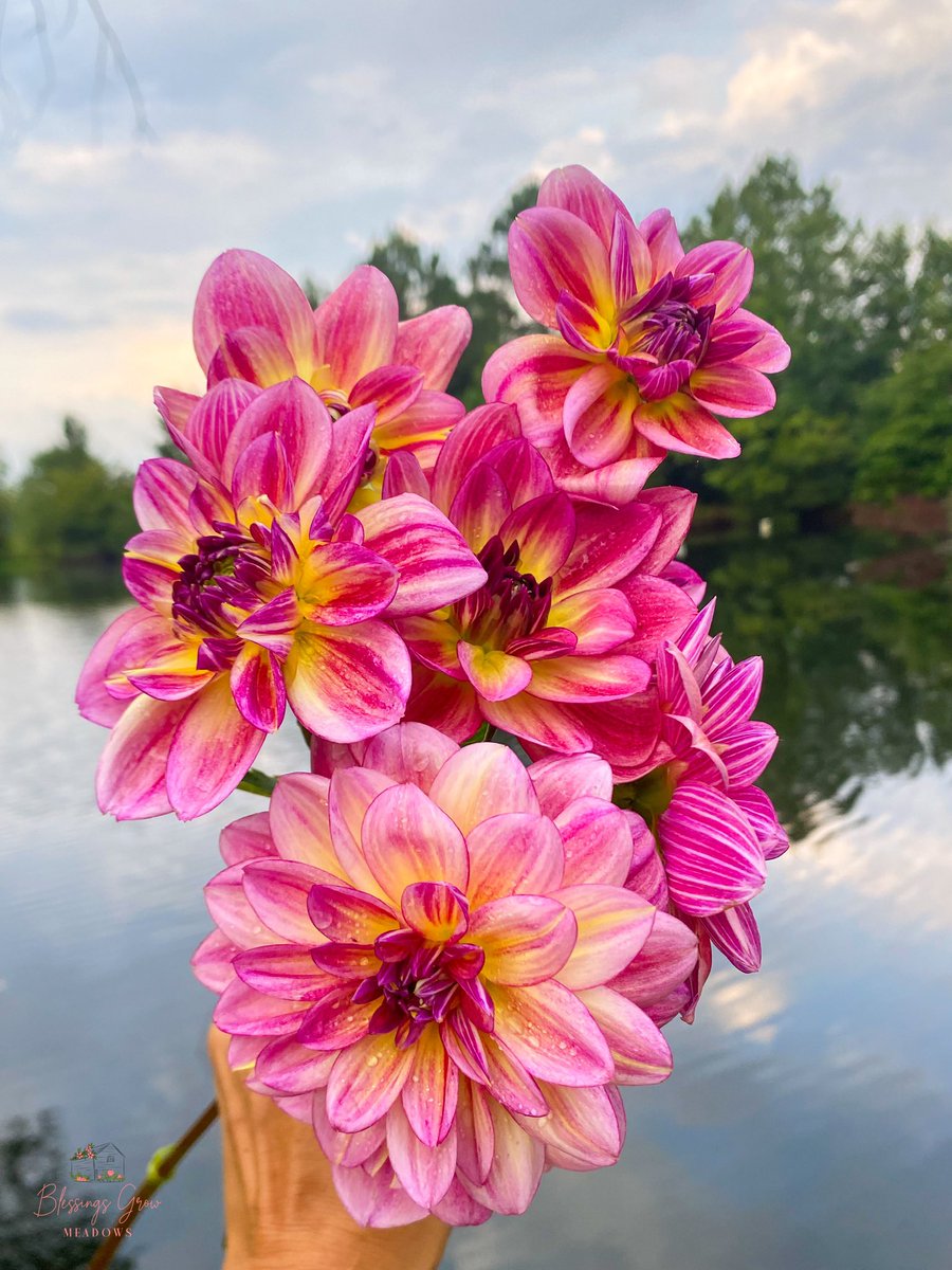 BlessingsGrow's tweet photo. This “Happy Butterfly” Dahlia certainly lives up to it's name. She continues to pump out the blooms for the butterflies, and she spreads so much joy! #happybutterfly #dahlia #blessingsgrow #bloomsoftheday #flowers #growingwithpurpose #microfarm #georgiagrown #harvest #joytoshare #cutflowers #mettermade #locallygrown #ascfg #grownnotflown #fieldtovase #metterchamber #thankful