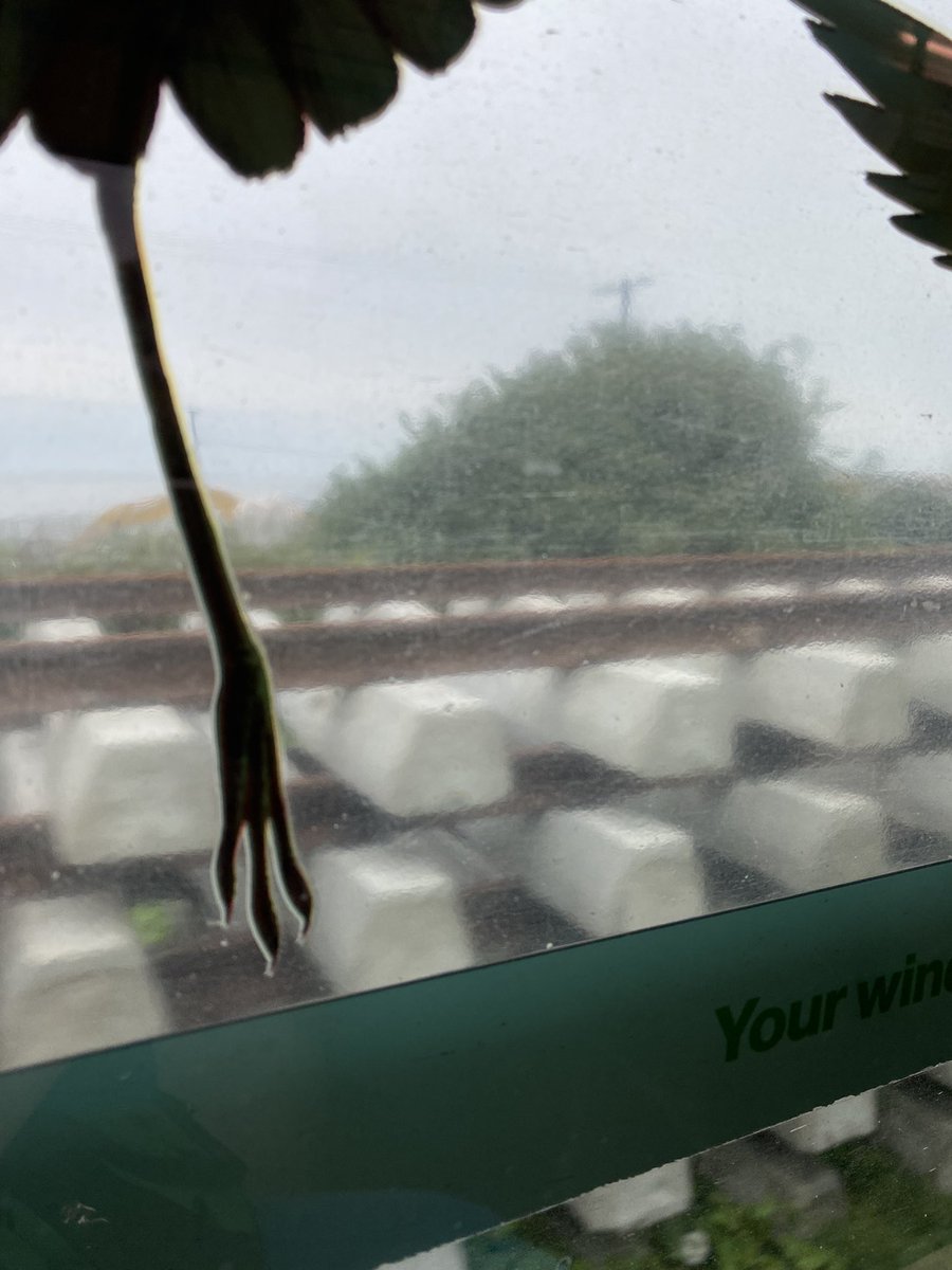 Anna__Bates's tweet photo. #TFI and these weird stickers on the DART doing the inverse of what I imagine was the intended option. They’ve made the incredible views blurry and distorted :/ https://t.co/0O0b4BIgY3