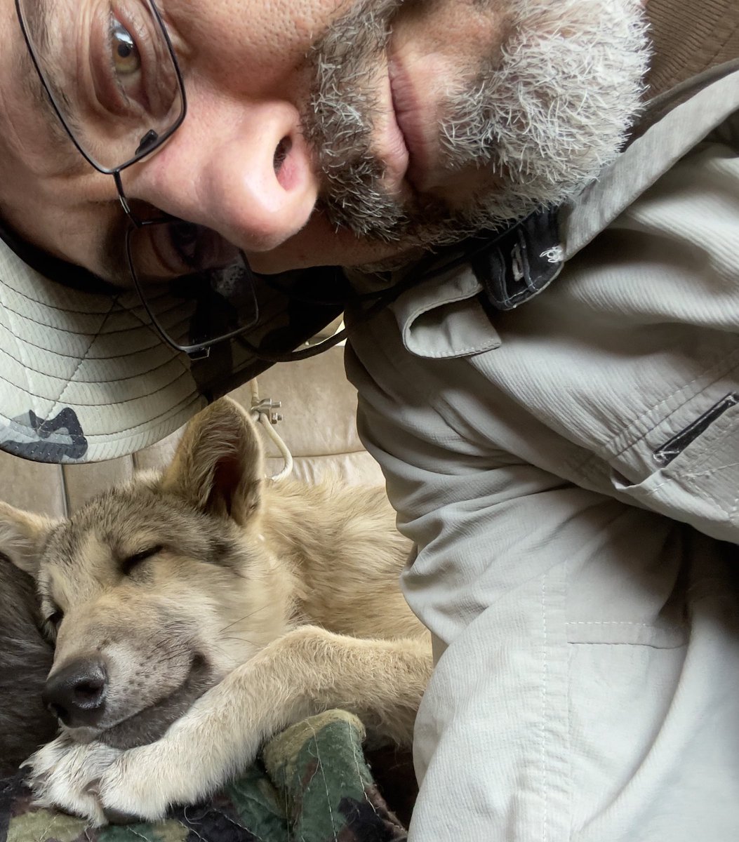 OlivrTheWolfGuy's tweet photo. 🌞🐺#SunnyWolf is an easy rider. She loves the car. https://t.co/sW0znsmXjJ