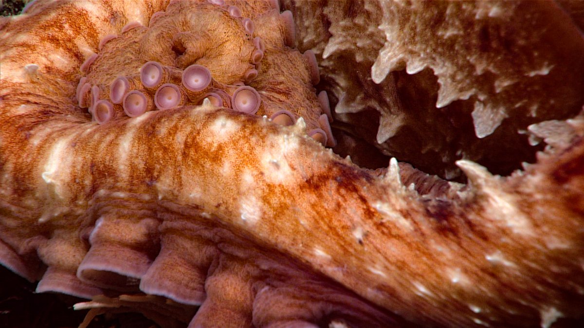 Happy #OctopusFriday! Check out these amazing shots of a giant Pacific octopus, seen at a depth of 677 meters (2,221 feet) during the seventh dive of the #Okeanos #SeascapeAlaska 3 expedition!

For more from the expedition, visit: oceanexplorer.noaa.gov/okeanos/explor…