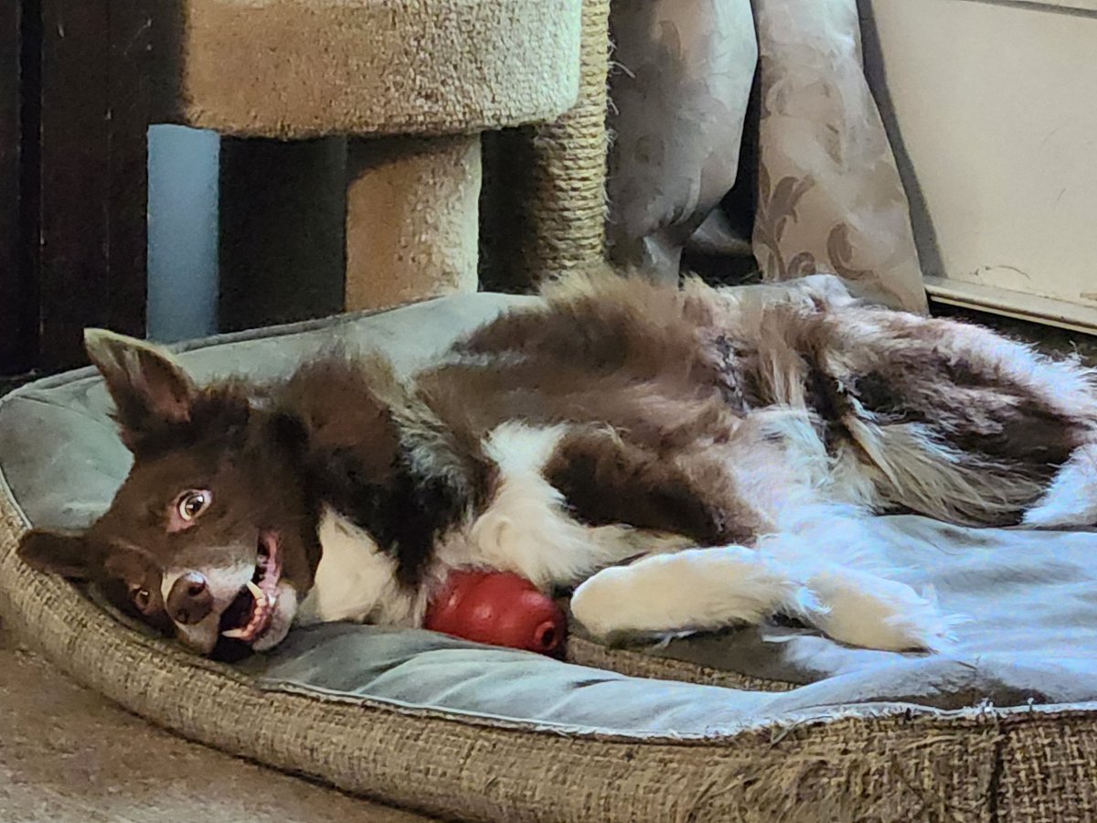 AgilitywAmanda's tweet photo. Winnie's being such an adorable and cheeky boy today 🥰

#lifewithdogs #lifewithabordercollie #bordercollieantics #cutedog #cutebordercollie #dogantics https://t.co/YyqzC1BkAR