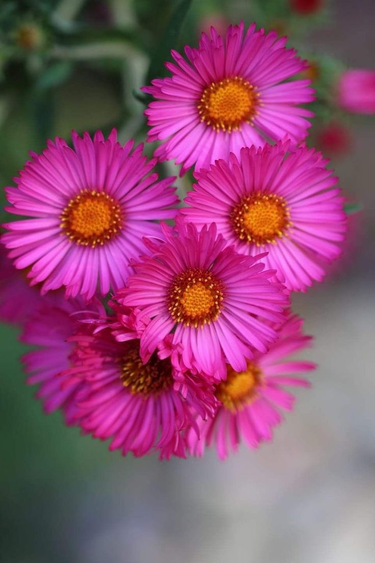 Beautiful flowers!🌺🌿🌺🌿🌺🌿🌺