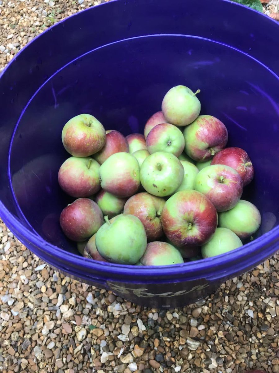 KeateCare's tweet photo. You can not get any fresher than tonightβs apple pie for tea, Alec and Vivienne only picked the apples this morning from our very own apple tree. It looks delicious π π₯§. #carehome #homebaking #applepie #bakingapples #cheshire #carehomeactivities https://t.co/HkDPRkIb6m