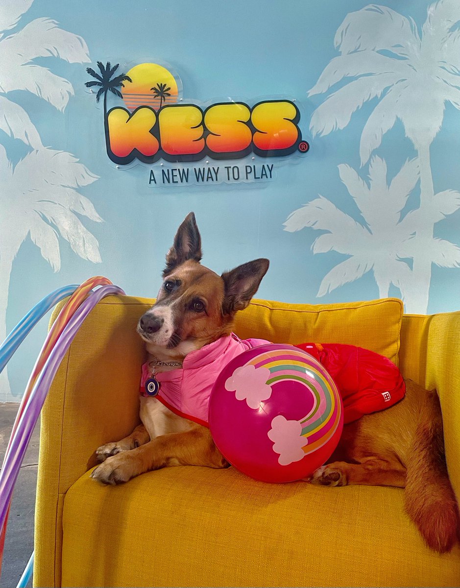 Disco is holding down the fort here at Kess HQ while our @kess_ent team is at @gen_con! Look for booth 1949 and the indigo shirts!

#kesstoys #kessplay #kessentertainment #kessent #kess #toys #gencon