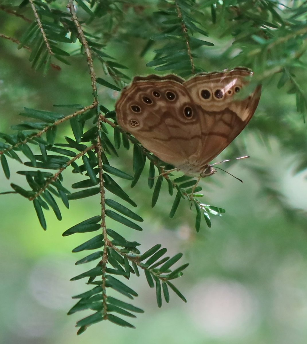 kerryyurewicz's tweet photo. A Northern Pearly-eye #butterfly (Lethe anthedon) for my #InvertOfTheWeek. They haven't been very cooperative subjects for me this summer, but I liked the colors of this shot. #Lepidoptera #insect https://t.co/SzHydMYiXh