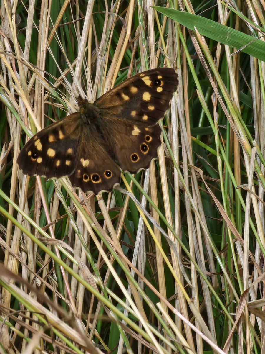 A speckled wood in the meadow #BigButterflyCount