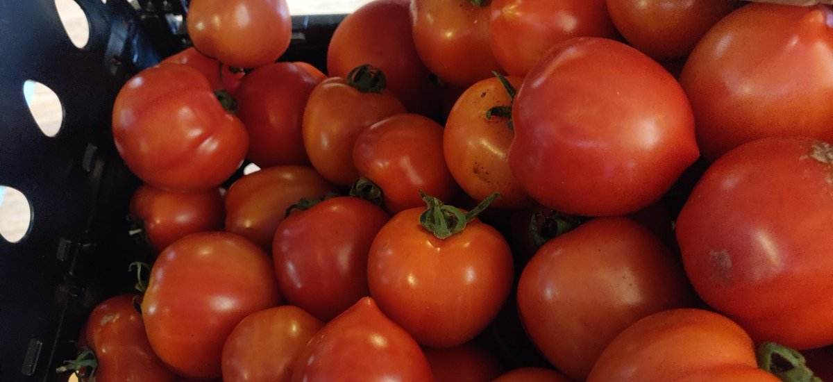 Thanks to Urban Adamah <a href="/urbanadamah/">Urban Adamah</a> we have beautiful produce to distribute today! #urbanadamah #urbanfarming #berkeleyfoodpantry