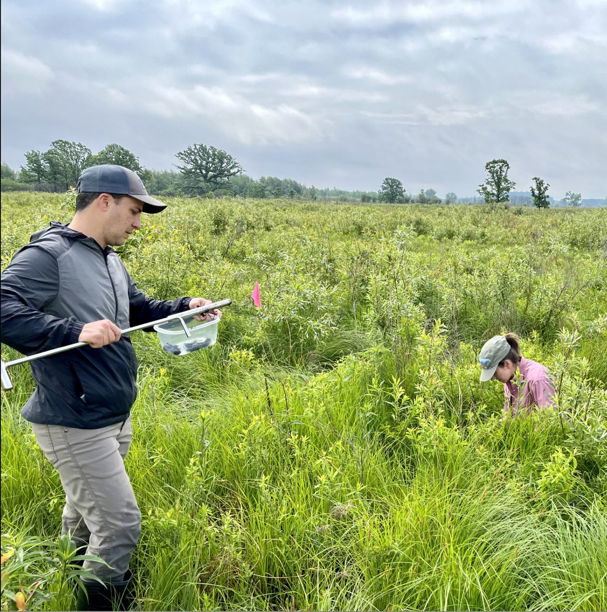 Kendall Beals (@kendallkbeals) on Twitter photo Come check out my #ESA2023 talk about my work w/<a href="/BarberEcology/">Nick Barber</a> on soil microbes and C cycling in grassland restorations on Thurs the 10th at 8:15am, COS 246.
esa2023.eventscribe.net/fsPopup.asp?Mo…
<a href="/WomenInSoilEco/">Women In Soil Ecology</a> Come check out my #ESA2023 talk about my work w/<a href="/BarberEcology/">Nick Barber</a> on soil microbes and C cycling in grassland restorations on Thurs the 10th at 8:15am, COS 246.
esa2023.eventscribe.net/fsPopup.asp?Mo…
<a href="/WomenInSoilEco/">Women In Soil Ecology</a>