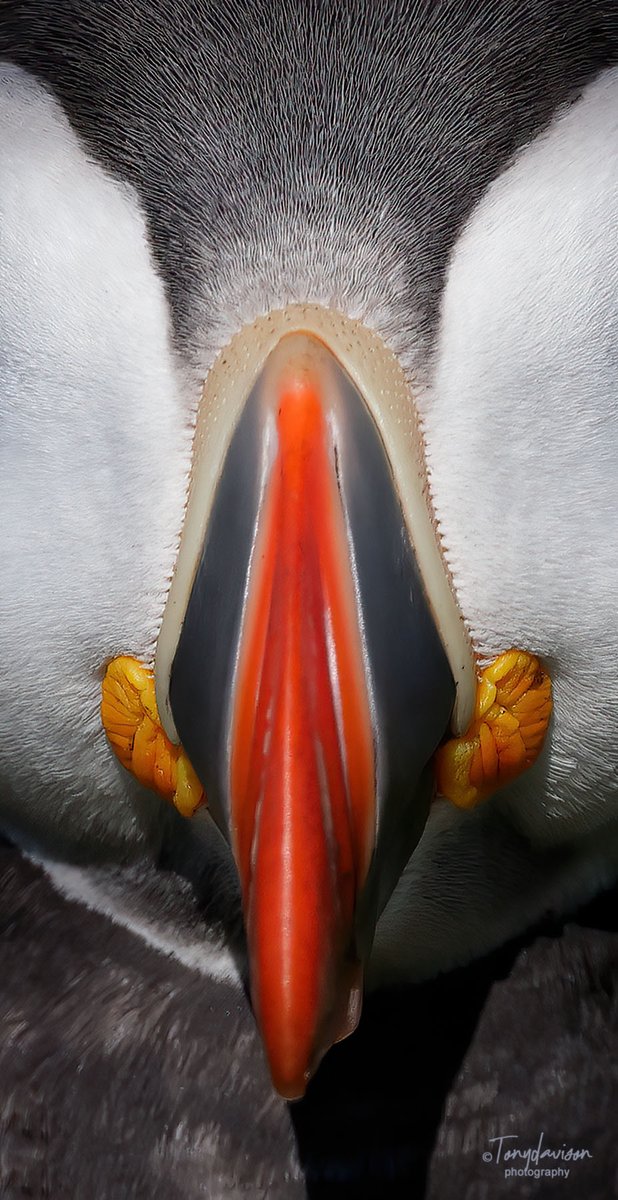 Shetland with @shetlandnature - July 2023