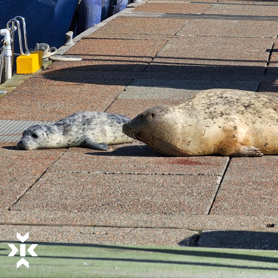 KeystoneEnv's tweet image. It was an eventful day for our field engineer who was trying to complete #EnvironmentalSampling around False Creek. He had to pause his workday to let nature take its course as a beautiful seal pup was being born on the marina docks. #EnvironmentalConsulting #GreatDayAtTheOffice