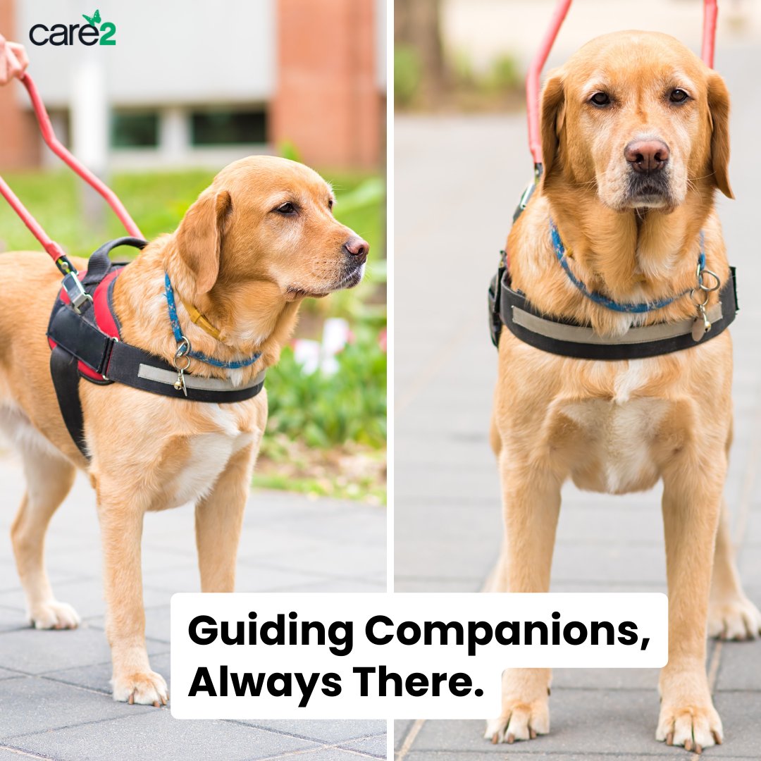 Embrace the extraordinary world of guide dogs, where companionship builds confidence and independence for veterans, people with visual impairments, autistic people, & many more. Celebrate the these life-changing assistance dogs and let yourself be inspired.