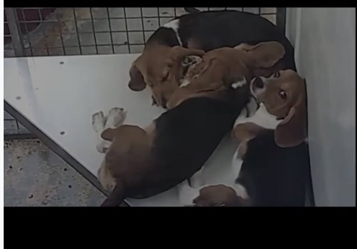 Ban Lab testing on Beagles in the UK 🤍 🐾 🤎 tweet media