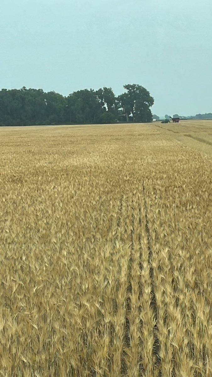 TZimmermanfarms's tweet photo. Barley moisture is perfect today. 3 days in Nebraska for the #BeyondTheYield conference is just what it needed. https://t.co/LVgeU0UknM
