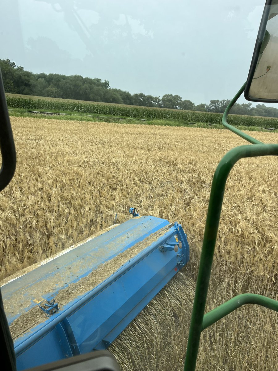 TZimmermanfarms's tweet photo. Barley moisture is perfect today. 3 days in Nebraska for the #BeyondTheYield conference is just what it needed. https://t.co/LVgeU0UknM