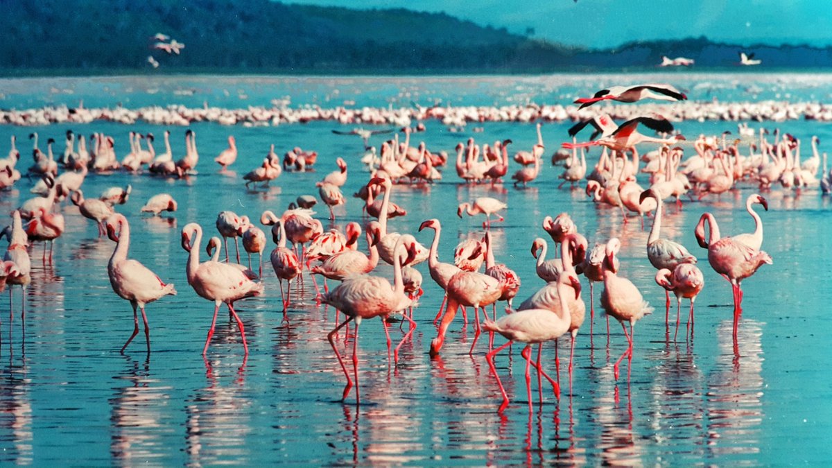 Lesser #Flamingos #gathering in #lake, #Kenya
.
.
.
#LesserFlamingos
#AfricanFlamingos
#KenyaWildlife
#KenyaBirds
#KenyaFlamingos
#KenyaTrip
#flamboyance
#ColorfulBirds
#AfricanWildlife
#KenyaMountain

#Savanna #aviation #Ornithology #Wildbird #BirdWatching #BirdHabitat #English