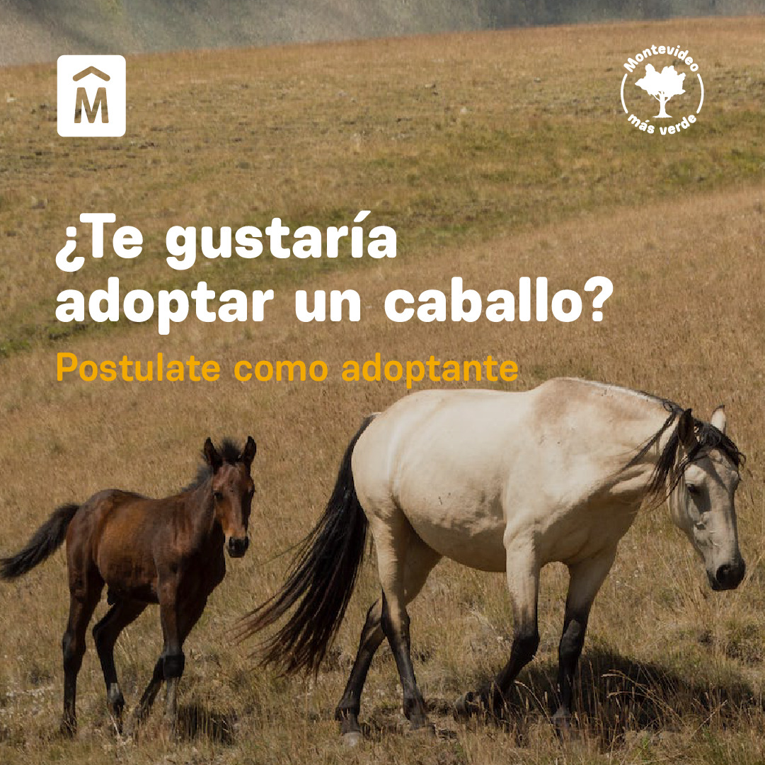 montevideoIM's tweet photo. Tenemos bajo custodia caballos en adopción, provenientes del programa de reconversión laboral de clasificadores/as, que sustituye la tracción a sangre por motocarros 🛺

La adopción responsable nos permite continuar avanzando con esta política 🐎 https://t.co/57BBEX2j7W