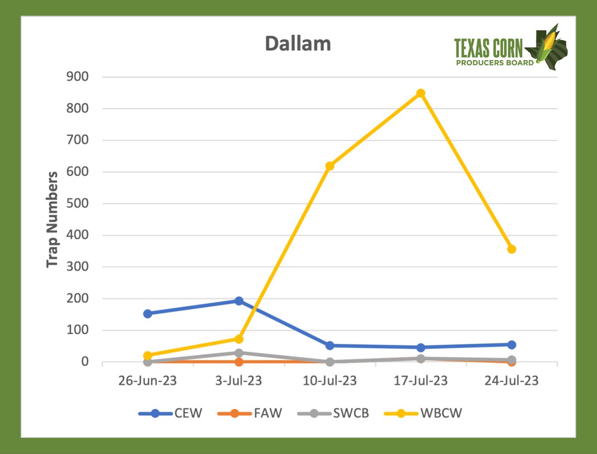 TexasCorn's tweet photo. 🚨Dallam, Hartley, and Swisher Counties🚨
Here are the weekly moth trapping updates! Learn more about the checkoff-funded program: https://t.co/jv9LptW5Fe #texascorn #mothtrapping https://t.co/iJyHMUCfdT