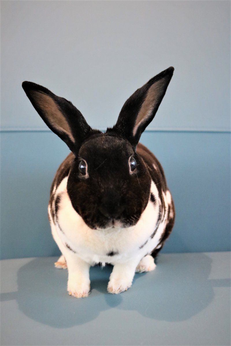 fwacc_'s tweet photo. ๐ฐ๐ Looking for a furry friend to add to your family? Meet Oreo๐พ He's outgoing, loves cuddles, and has a natural curiosity for exploring. ๐๐ฅฐ Adopt Oreo today and experience the joy of having a loving bunny by your side! ๐พ๐ #AdoptARabbit #RabbitLove #OreoTheRexRabbit https://t.co/81vgZVfboF