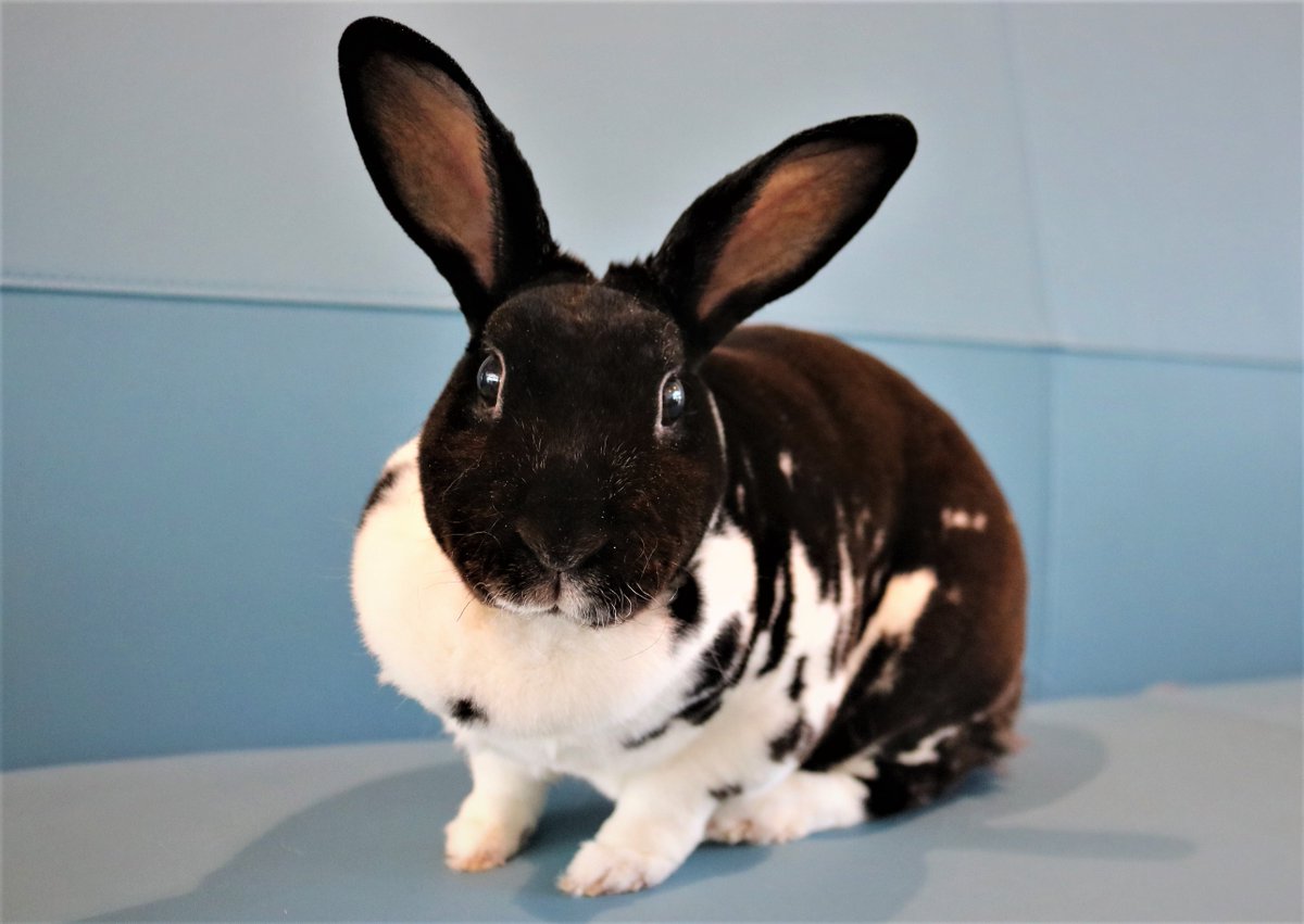 fwacc_'s tweet photo. ๐ฐ๐ Looking for a furry friend to add to your family? Meet Oreo๐พ He's outgoing, loves cuddles, and has a natural curiosity for exploring. ๐๐ฅฐ Adopt Oreo today and experience the joy of having a loving bunny by your side! ๐พ๐ #AdoptARabbit #RabbitLove #OreoTheRexRabbit https://t.co/81vgZVfboF