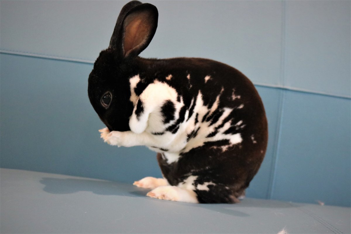 fwacc_'s tweet photo. ๐ฐ๐ Looking for a furry friend to add to your family? Meet Oreo๐พ He's outgoing, loves cuddles, and has a natural curiosity for exploring. ๐๐ฅฐ Adopt Oreo today and experience the joy of having a loving bunny by your side! ๐พ๐ #AdoptARabbit #RabbitLove #OreoTheRexRabbit https://t.co/81vgZVfboF