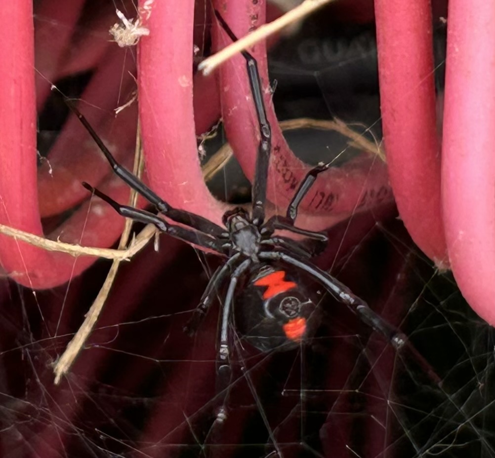 jbslade33's tweet photo. First time finding one of these in an irrigation controller.   Debating whether to leave alone, relocate, or call in a Napalm strike.  What does @turfento suggest?  Two egg sacs to deal with as well... https://t.co/qwQowgYTYu