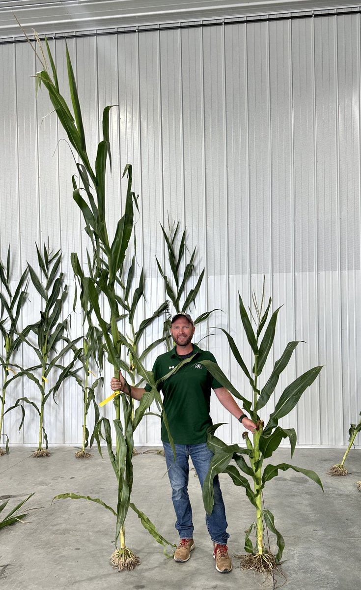 GavinRKenney's tweet photo. Another Friday spent with the local @PioneerSeeds sales team learning products, to place them accurately on your operation. 

Also got to compare Pioneer Reduced Stature Corn compared to some of our leading hybrids!  @Growit_Keller @shoff95 https://t.co/NrSeG0aoNy