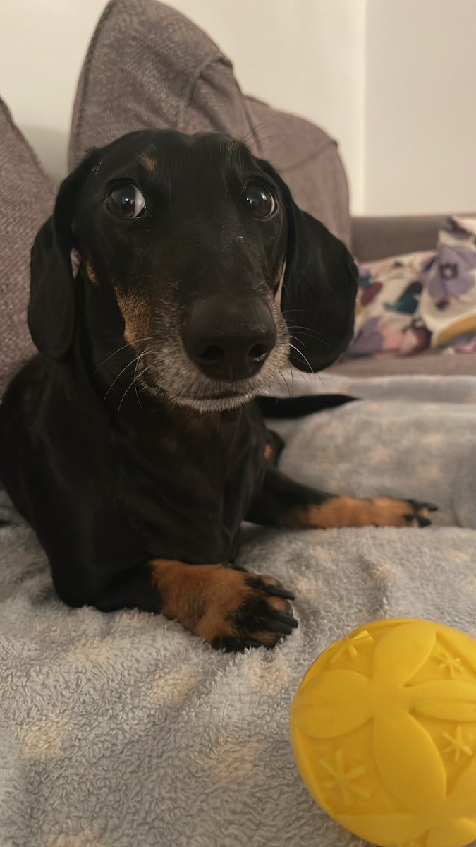 PicklesDexter's tweet photo. I don’t want to watch a film, I want you to throw the ball ⚽️ #ballislife #Netflix #Dachshunds https://t.co/4VkGQ52IuI