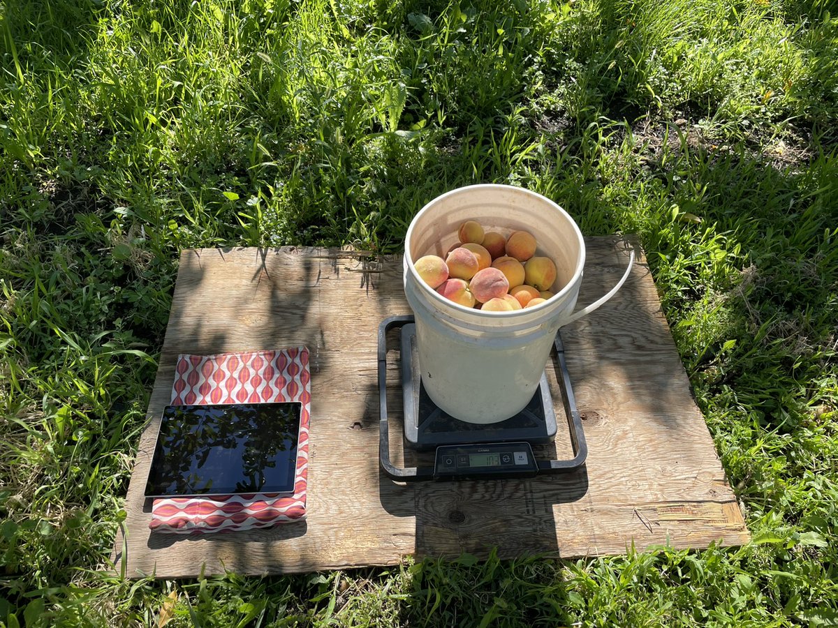 It is #peach #agresearch trial harvest time in the Okanagan Valley.  Note the Surface tablet on an ice pack to keep it from overheating while we collect data! #researchpowered