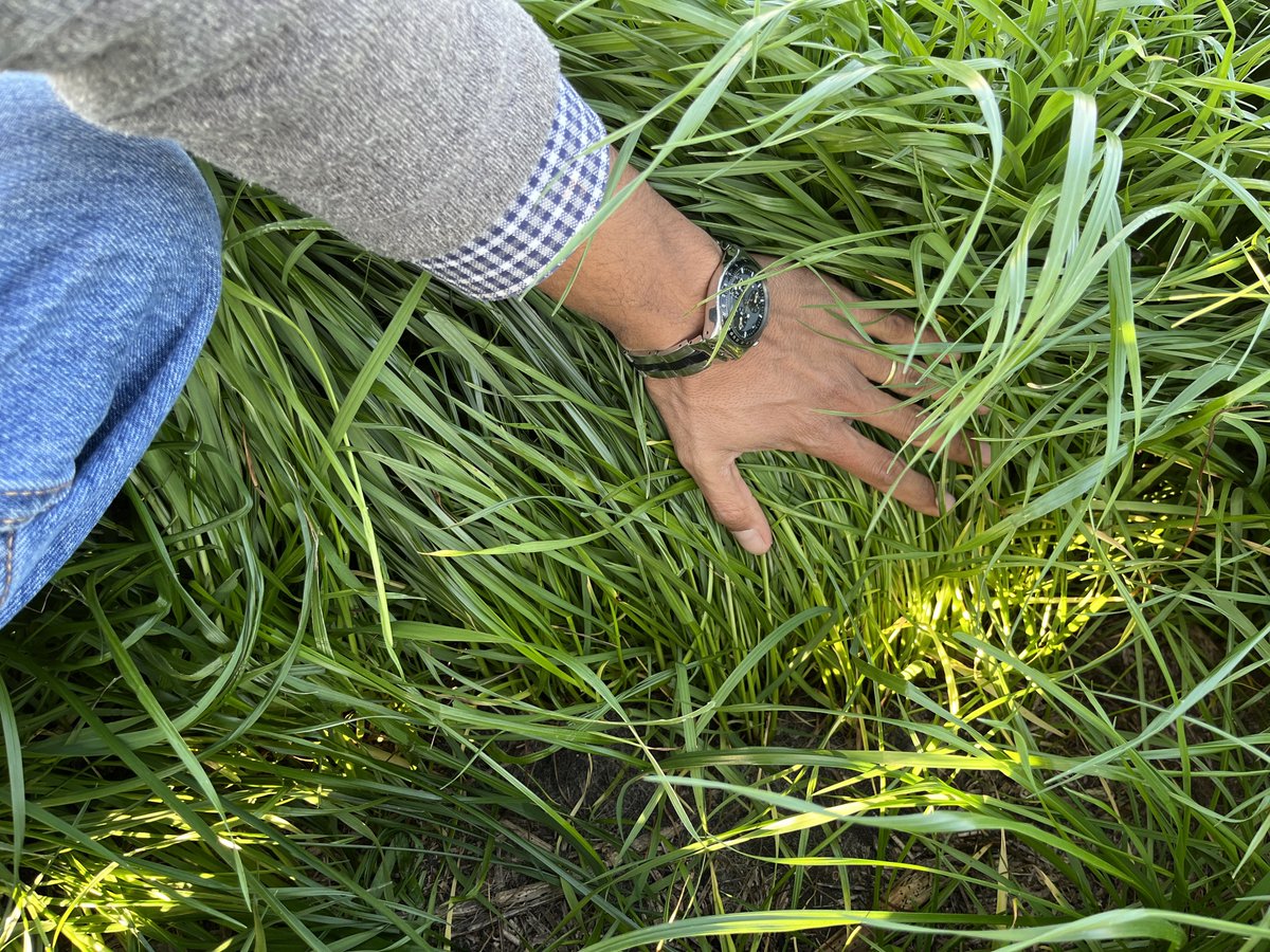 Semillero de raigrás INIA Camaro en pleno pastoreo. #semillacertificada
