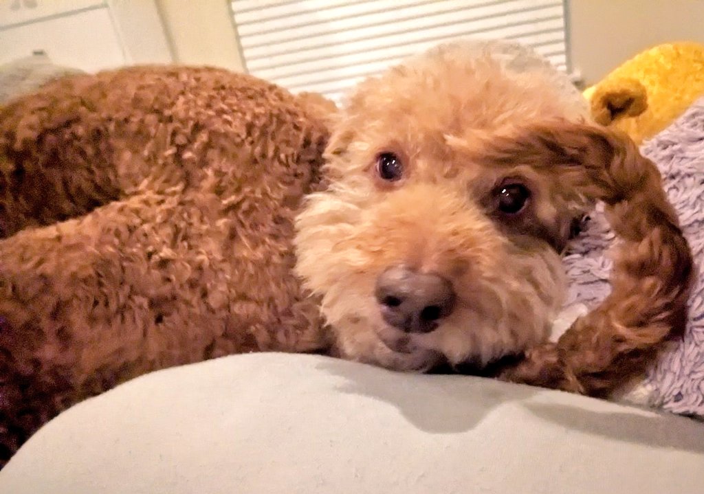 When a big dog tried to sit on Ansel, Ansel decided to use his tail as a pillow 🫣