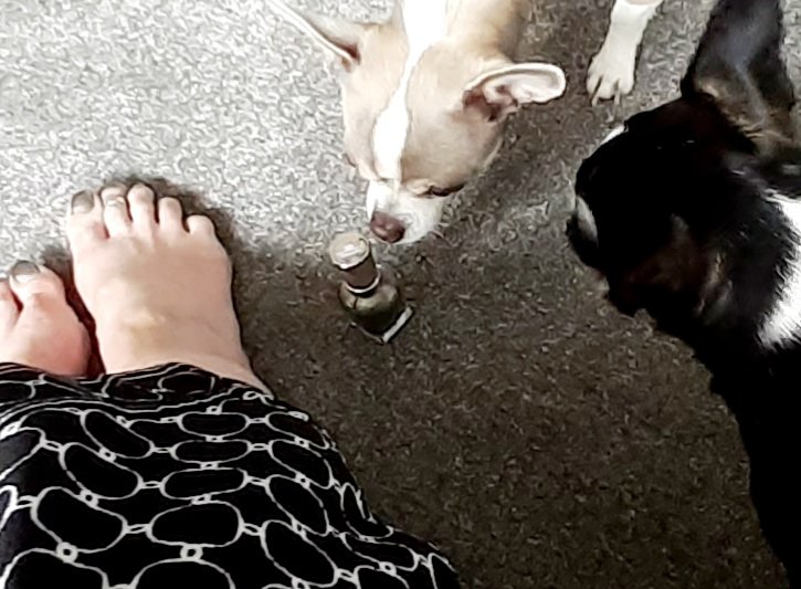 Can you paint our nails now please #dogsoftwitter #FridayFeeling #chisquad