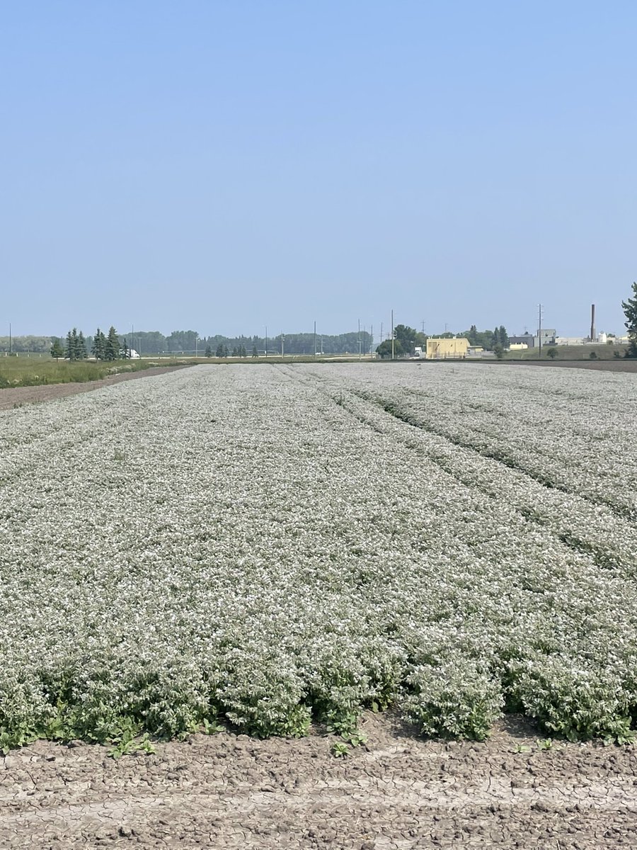 Gotta have a #borage picture every season.  This is a seed increase plot in Manitoba.