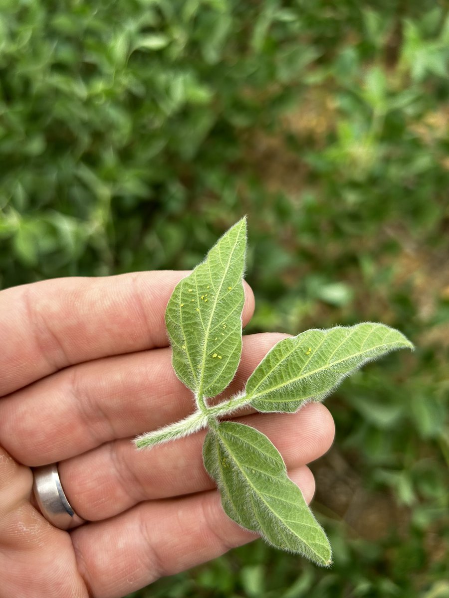 Dylan Meyer, CCA tweet media