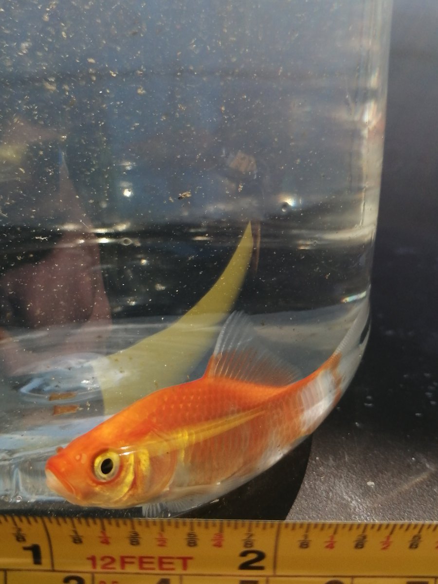 ve7osk's tweet photo. Pond News: New residents, again. https://t.co/zKobFWk3Fv