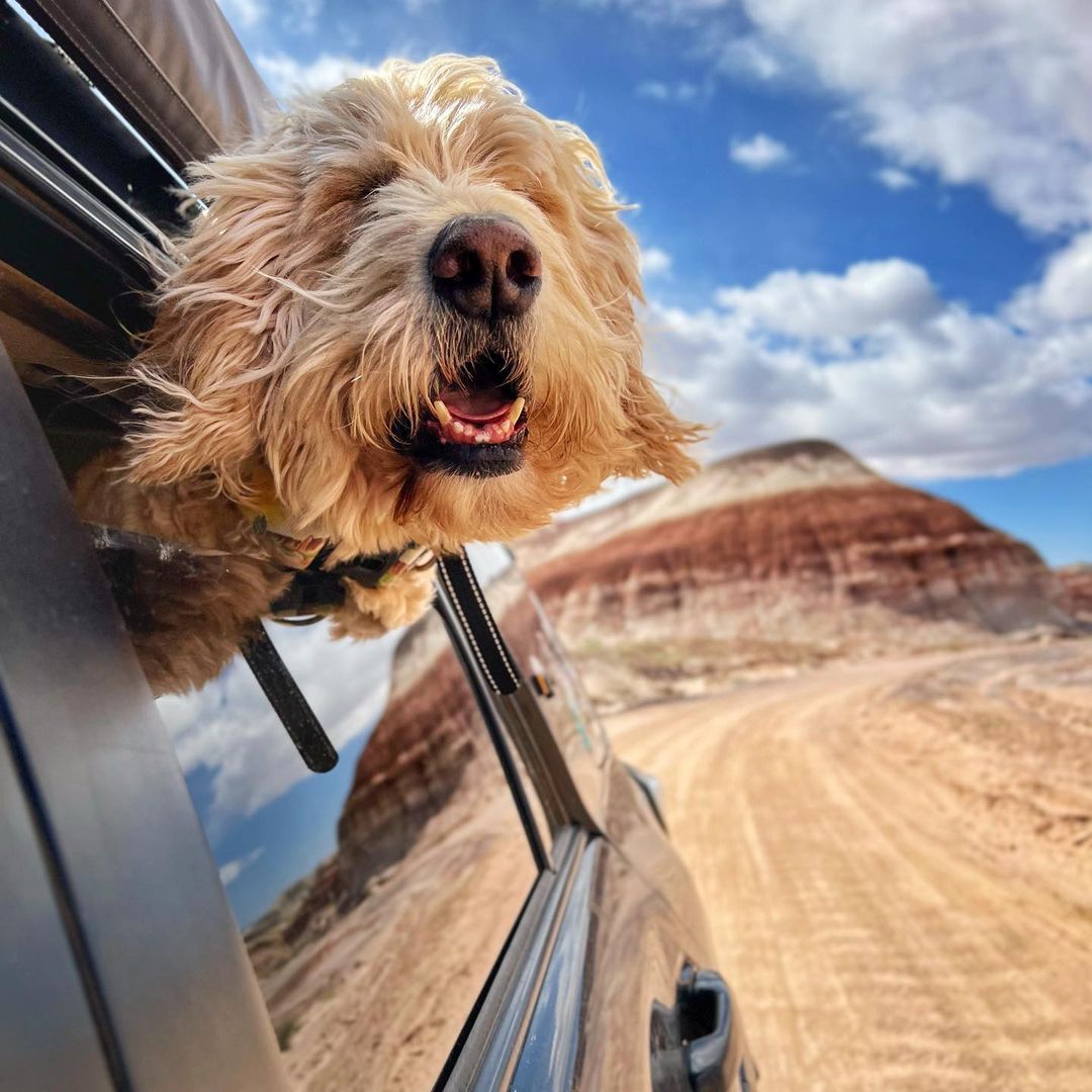 campingwithdogs's tweet photo. The pups are packed &amp; ready to go! ✅ 🚙   📷: goldentrailz I abunchamancha I elphiejrt I lexgocamping https://t.co/LhqhJh84yX