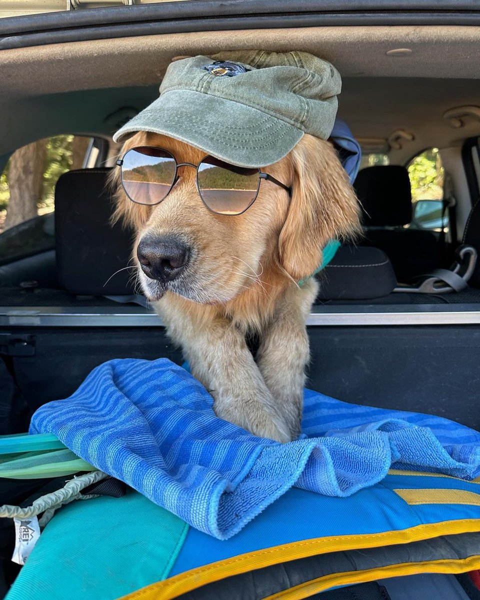 campingwithdogs's tweet photo. The pups are packed &amp; ready to go! ✅ 🚙   📷: goldentrailz I abunchamancha I elphiejrt I lexgocamping https://t.co/LhqhJh84yX