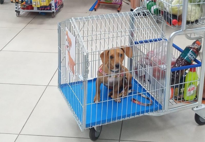 itimaliasof's tweet photo. Supermercado brasileiro cria carrinhos únicos para os donos levarem animais de estimação

Supermercado no Brasil permite que os clientes tragam seus cães durante as compras. Os carrinhos de compras possuem compartimentos separados para evitar interrupção da experiência de compra de outros clientes. A iniciativa do supermercado Baggio em Passo de Torres se tornou viral nas redes sociais. Alguns discordam dessa decisão, alegando que a presença de animais torna o estabelecimento menos limpo e causa problemas.

qual é sua opinião?