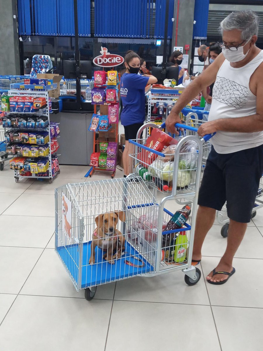 itimaliasof's tweet photo. Supermercado brasileiro cria carrinhos únicos para os donos levarem animais de estimação

Supermercado no Brasil permite que os clientes tragam seus cães durante as compras. Os carrinhos de compras possuem compartimentos separados para evitar interrupção da experiência de compra de outros clientes. A iniciativa do supermercado Baggio em Passo de Torres se tornou viral nas redes sociais. Alguns discordam dessa decisão, alegando que a presença de animais torna o estabelecimento menos limpo e causa problemas.

qual é sua opinião?