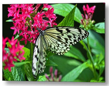SandiOPhoto's tweet photo. Sandi OReilly @sandioreilly
Paper Kite On Frangipani. Here: https://t.co/HWavvh4ZxU
#paper #kite #paperkite #butterfly #wings #insect #frangipani #flowers #plants #large #favorite #AYearForArt #BuyIntoArt See more #art #prints & on #products Here: https://t.co/LpGe6qQaCR https://t.co/uqFesMo3re