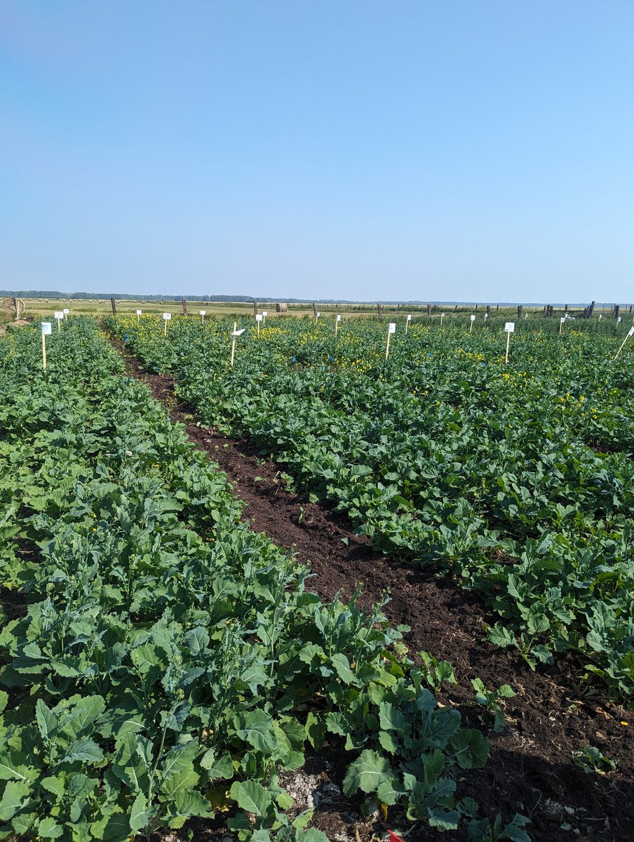 Emmanuel Badewa, PhD tweet media