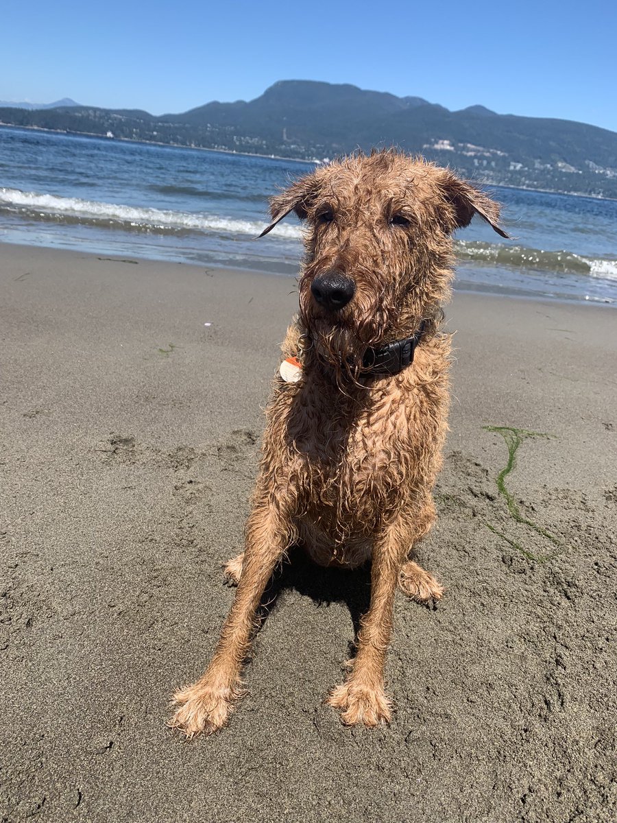 DublinIrishPup's tweet photo. Having a great time and now bugging Mum and getting her wet well she said it was warm out so me is helping her keep cool π#sandydog #playtime #beach #longweekend ποΈππππ€ https://t.co/ScZEElASRc