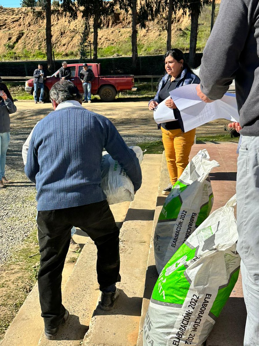MinagriMaule's tweet photo. Y al mismo tiempo en #Curepto
✅Son 29 agricultores y agricultoras beneficiados con 297 sacos de cubos de alfalfa para atender 840 animales. Esta ayuda estatal equivale a $3.382.236 🌱 Acompañó el diputado Felipe Donoso https://t.co/tBd0amAMQh
