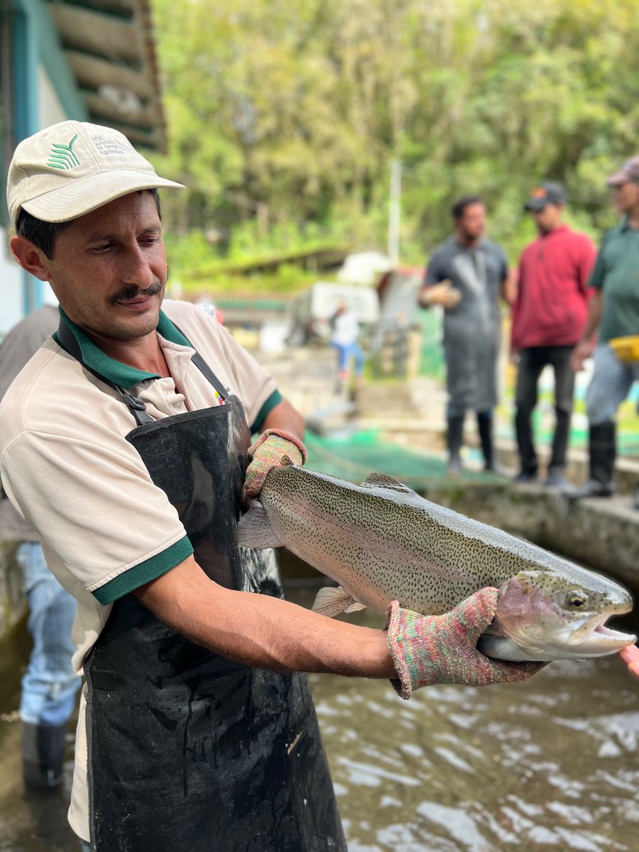 Minpescave2's tweet photo. Por instrucciones del Pdte. @NicolasMaduro, la fuerza trabajadora de @Minpescave2 está desplegada en #Mérida para dar inicio al Plan de Recuperación de la Producción de trucha, en conjunto con el gobierno regional y el sector truchicultor.

@NicolasMaduro
@Jcloyo
#GNBArmadosDePaz https://t.co/8uLQFFCO57