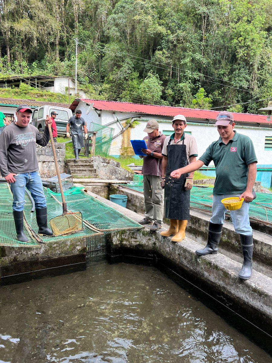 Minpescave2's tweet photo. Por instrucciones del Pdte. @NicolasMaduro, la fuerza trabajadora de @Minpescave2 está desplegada en #Mérida para dar inicio al Plan de Recuperación de la Producción de trucha, en conjunto con el gobierno regional y el sector truchicultor.

@NicolasMaduro
@Jcloyo
#GNBArmadosDePaz https://t.co/8uLQFFCO57