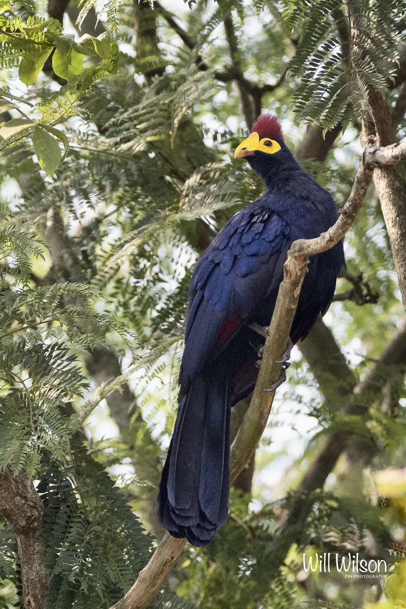 A Ross’s Turaco looking pretty awesome in Kimihurura, <a href="/CityofKigali/">City of Kigali</a> #Rwanda #RwOT #BirdsSeenIn2023 #TwitterNatureCommunity #BirdsOfTwitter