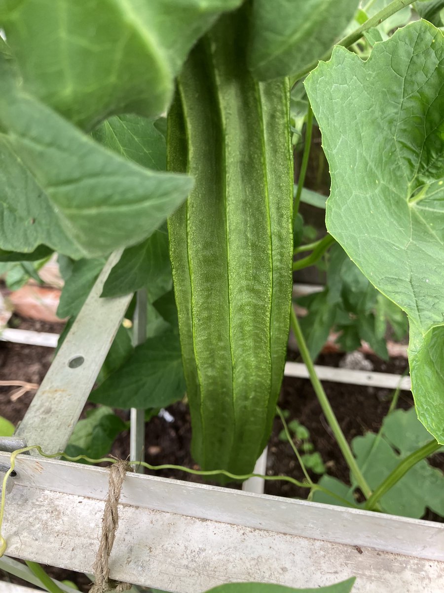 Picked some flowers today from the #allotment and the first luffa is forming #GrowYourOwn #GardenersWorld @GWandShows