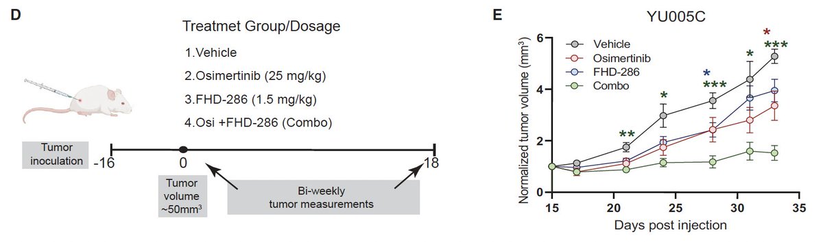 claudiagentile_'s tweet photo. Finally, the combination treatment of osimertinib and a SMARCA4/2 inhibitor, FHD-286, slows tumour progression in a PDX model, emphasizing the potential utility of mSWI/SNF inhibitors to treat TKI-resistant lung cancers. 6/n https://t.co/waIK1wnBf4