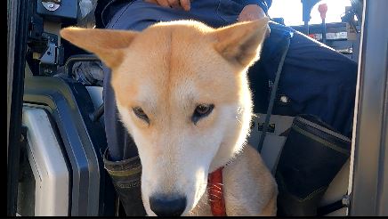 atrueengel's tweet photo. トラクターにのせてもらった柴犬 https://t.co/QUVsUTtvhn