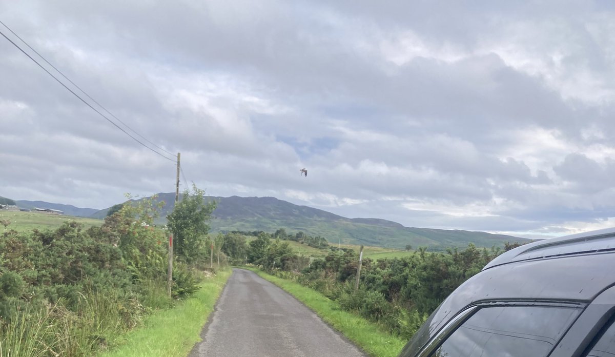 Look VERY closely and that is an #osprey!!