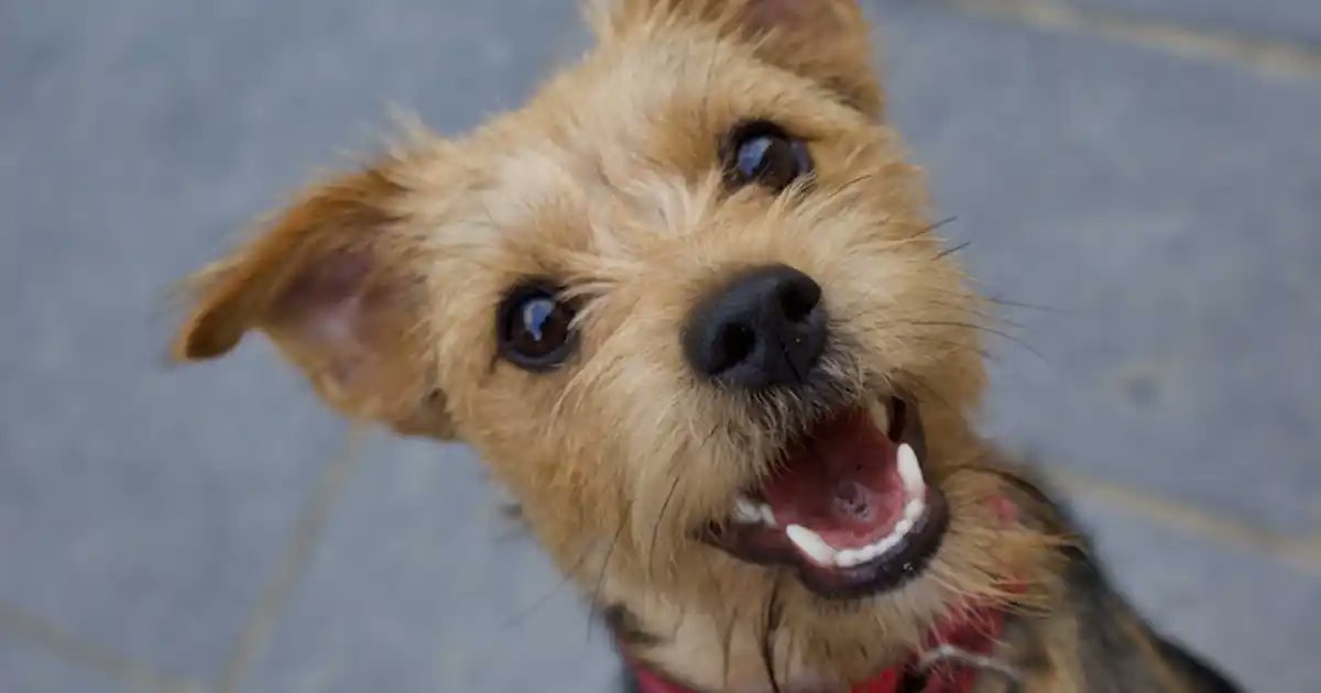 Almuoc's tweet image. How do I stop my dog barking at me for food?

buff.ly/3QktGIV

 #dogbarking #dogbehaviormodification